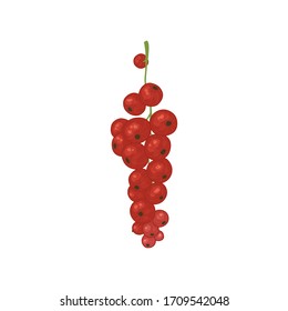 Vector illustration with red currant berries. Bright shrub fruits in watercolor style for the design of tea, juice, jam, wine, lemonade, sweets and eco - products. Isolated on a white background.