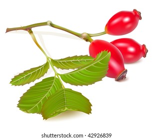 Vector illustration.  Red dog rose hips. Briar.