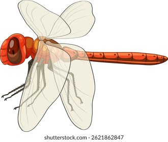 Vector illustration of a red dragonfly with transparent wings, showcasing intricate details and vibrant colors in a minimalist style