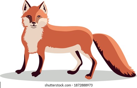 vector illustration of a red Fox