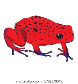 Vektorillustration eines roten Frosches mit Bleistifteeffekt