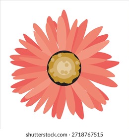 Vector illustration of a red gerbera daisy blossom on a white background featuring a floral summer design with pink petals and nature art for a decorative spring bloom icon or plant pattern.