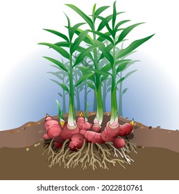 Vector illustration of red ginger plant.