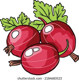 Vector illustration of a red gooseberry on a transparent background.