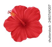 Vector illustration of a red hibiscus flower