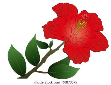 Vector illustration of red hibiscus flower with leaves