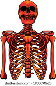 vector illustration of red Human skeleton on white background