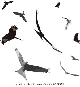 A vector illustration of red kite birds of prey mid-flight