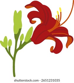 Ilustração vetorial de uma flor de lírio vermelho com botões verdes e caule sobre um fundo branco