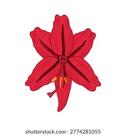 Vector illustration of a red lily flower