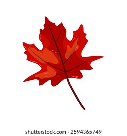 Vector illustration of a red maple leaf with realistic details.
