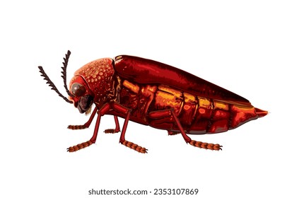Vector illustration of red metallic beetle,jewel beetle,metallic wood-boring beetle,coleoptera,buprestid beetles,rare species of insects,isolated on white.Colorful beautiful insects,natural gems.