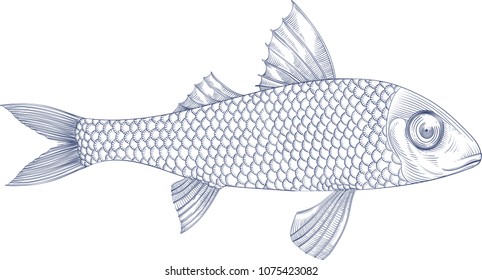 vector illustration with red mullet fish. vintage illustration on white background