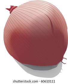 Vector Illustration of Red Onion on white Background
