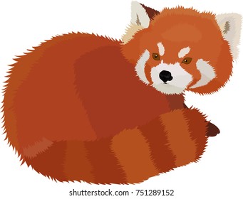 Vector illustration of red panda cartoon style.