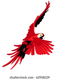 vector illustration of a red parrot flying
