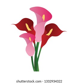 Vector Illustration Of Red And Pink Calla Lily Flowers  On White Background.