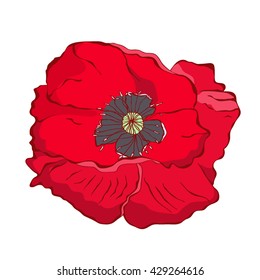 Vector illustration of a red poppy