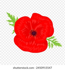 Vector illustration of Red Poppy flower with leaves on transparent background