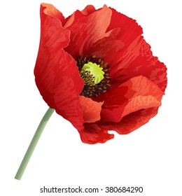 Vector Illustration Of Red Poppy Flower On A Green Stem.
