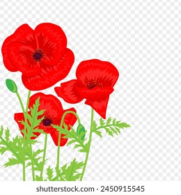 Vector illustration of Red Poppy flowers with leaves on transparent background