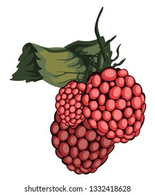 Vector illustration of red rasberry fruit with green leaf white background.