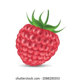 Vector illustration of a red raspberry berry on a white background.