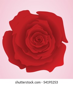 Vector illustration of red rose