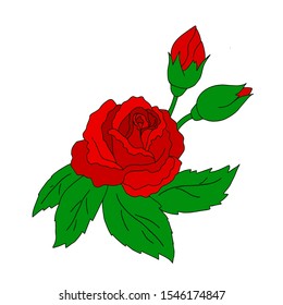 vector illustration red rose flower isolated