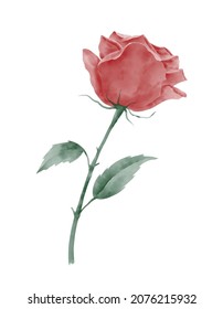 Vector illustration of Red Rose with green leaves. Hand drawn sketch of blooming Flower for wedding invitations or greeting cards. Imitation of Watercolor