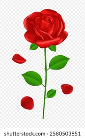 Vector illustration of red rose with green leaves and falling petals on transparent background