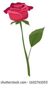 Vector illustration of a red rose isolated on a white background.