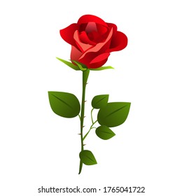 Vector illustration of a red rose isolated on white.red rose with green leaves.