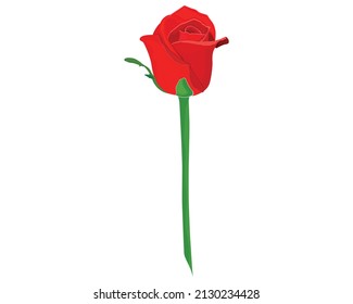 Vector illustration of red rose, love or friendship symbol on the white background