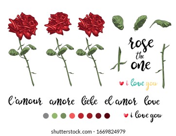 Vector illustration of red rose and its parts isolate on the white. Lettering rose the one, word love written in foreign languages for construction your own design. For cards, print, decoration, flyer