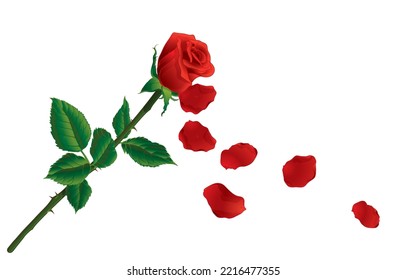 Vector illustration of red rose petals falling from beautiful buds,red rose bud with branches,green leaves,isolated on white background.Elegance realistic flowers.Beautiful of nature.