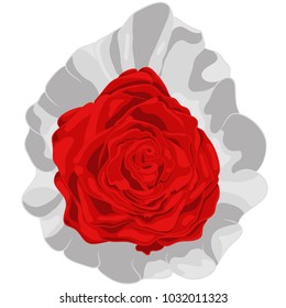 Vector Illustration of Red Rose in Plastic Package.  Drawing of Flower for Present. Red Rose is like a Simbol of Love and Passion