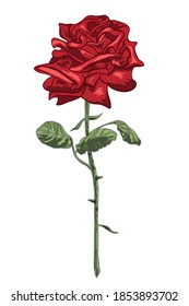 Vector illustration of red rose with stem, leaves and thornes isolated on the white background. For cards, print, decoration, flyers, announcements.