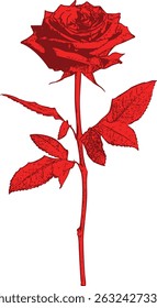 Vector illustration of a red rosebud with stem and leaves — a classic and romantic image evoking elegance and love. Attached to a slender, thornless stem, it features several elongated leaves.