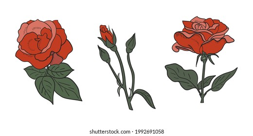 Vector illustration of red roses and roses bud.Set of isolated decorative elements on white background