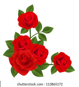 Vector illustration of  red roses with leaves isolated on a white background.