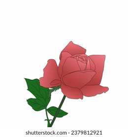 Vektorgrafik roter Rosen auf weißem Hintergrund