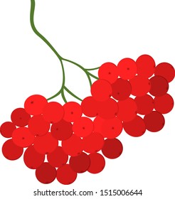 Vector illustration - red rowan berries.