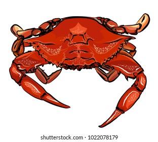 A vector illustration of red sea crab isolated on a white background