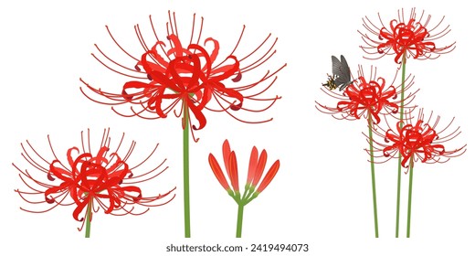 Vector illustration of red spider lily svg