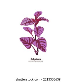 Vector illustration of red spinach plant with stems and flowers.