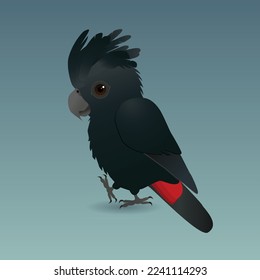 A vector illustration of a red tailed black cockatoo. Is is a male bird. He is holding one paw up, and he looks very cute. Pale blue gradient background.