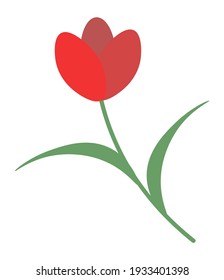 Vector illustration of a red tulip with a green stem and leaves. Flower in cartoon flat style. The element is isolated, on a white background.