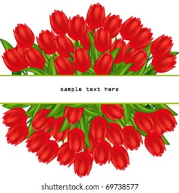 Vector illustration of red tulips. Gradient meshes.