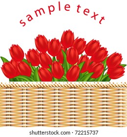 Vector illustration of red tulips. Gradient meshes.
